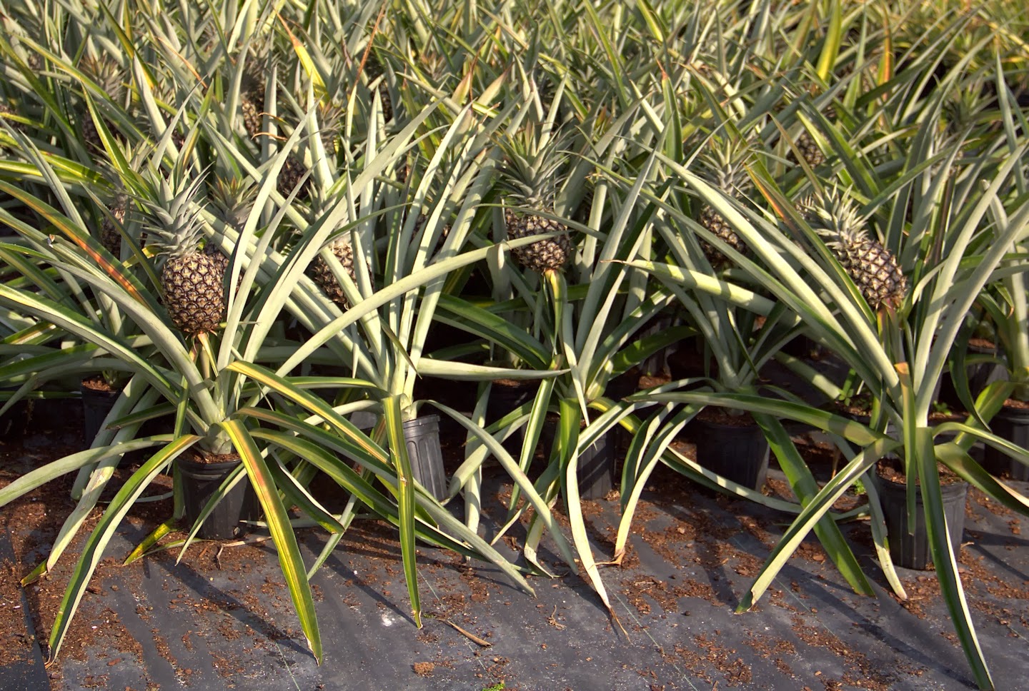 Southwest Florida Forks Inyoni Farms