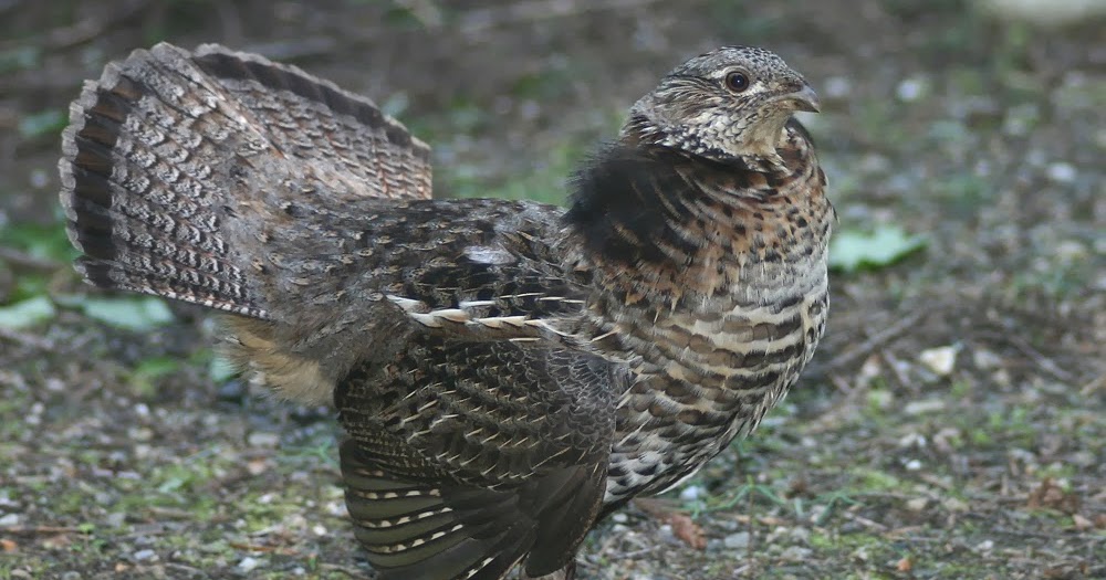Ruffed Grouse Pets