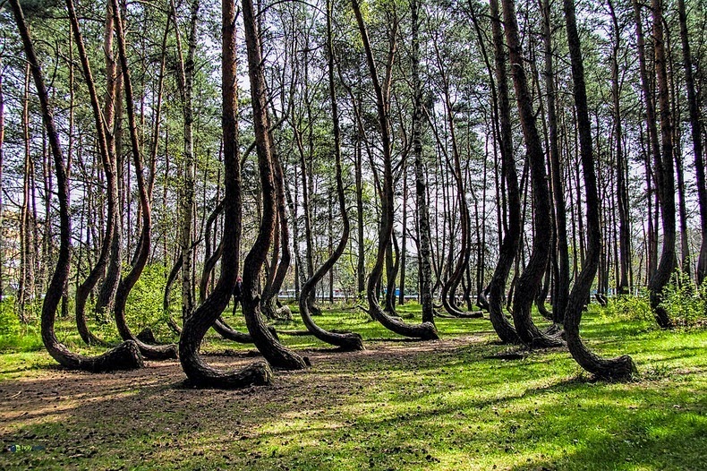 الأشجار المنحنية The Crooked Forest في بولندا الأشجار المنحنية The Crooked Forest في بولندا