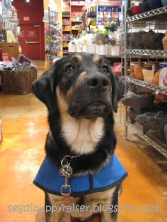 Joe doing a sit stay in Sur la Table ( a kitchen store). He is sitting on an orange floor with kitchen supplies behind him.