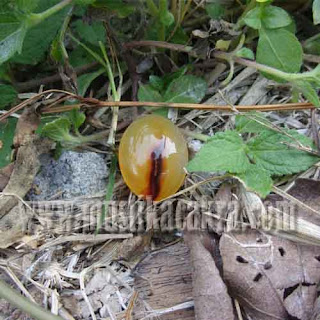 Mustika Gendam Asmoro Tangis emaharan Benda bertuah, Batu Mustika Asli dan Azimat Pusaka Ampuh, Khasiat, Antik, Mistik, Ghaib, Ampuh, Khodam Naga , Macan , Kera , datuk , Kyai , Putri , Perjudian, Pengasihan, Pengeretan, Kewibawaan, Kerejekian, Pelarisan, Aura, Pemagaran,Mustika gendam asmoro tangis