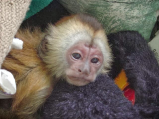 Monkey breeder center