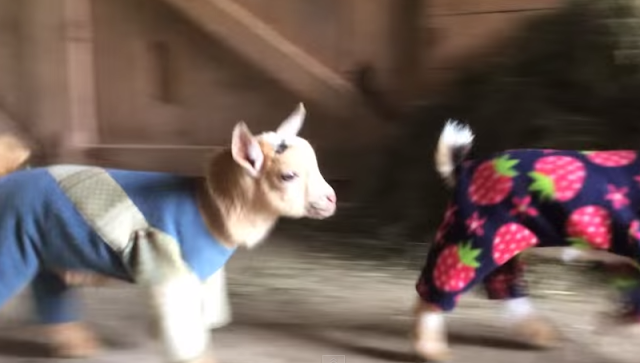 Goat Babies in Pajamas
