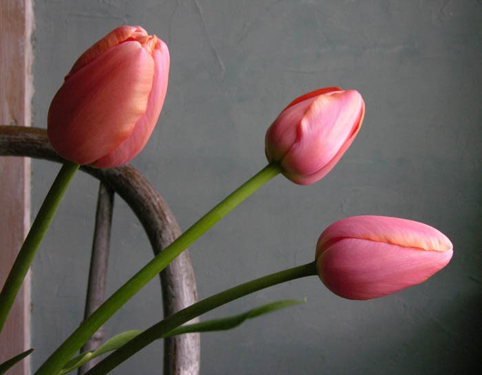 ago Company-Punteruolo con Impugnatura Morbida Colore: Rosa Perline Tulip Colore: Rosa 