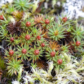 Musgo Polytrichum piliferum de la familia Polytrichaceae con Racomitrium lanuginosum