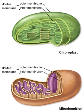 Mitochondria Funny