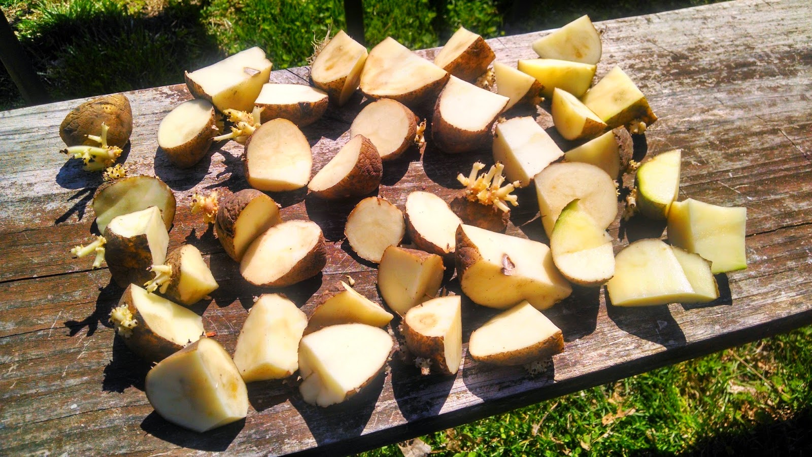 Beware of Rabbits Planting Potatoes