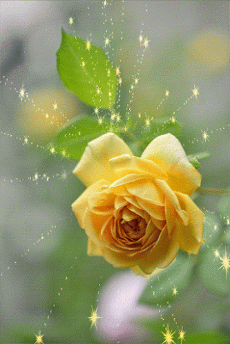 Querido leitor (a) receba uma rosa espiritual plena de luz, proteção e saúde para sua caminhada...
