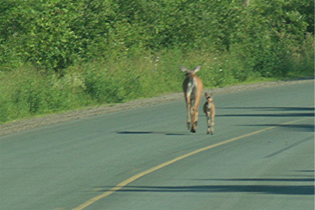 Deer Out