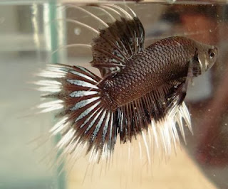 gambar ikan cupang hitam