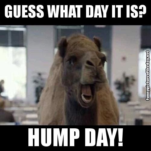 Guess-What-Day-It-Is-Hump-Day-Funny-Camel-Geico-Humor.jpg