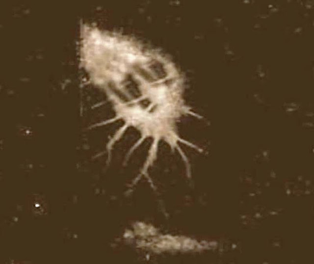 Zeroids living space creatures 2013 UFO Sightings Hotspot