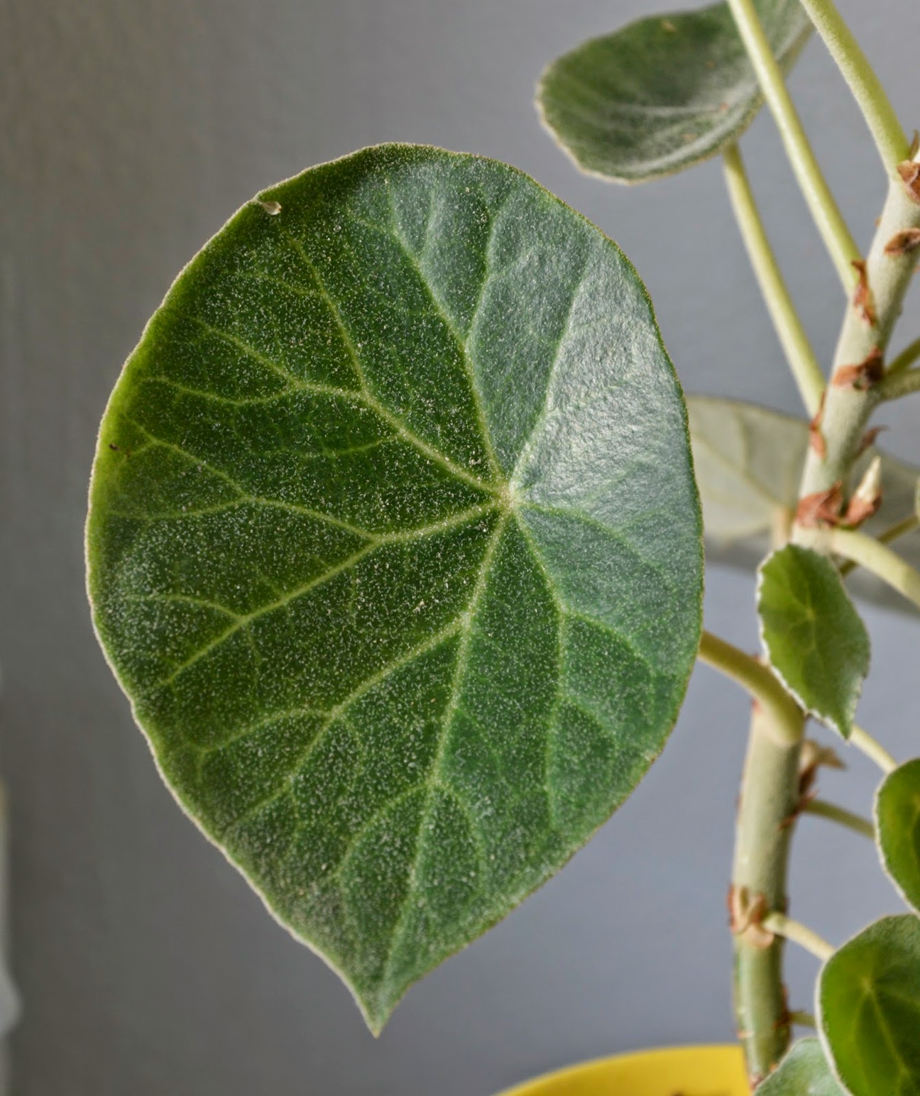 Botanische Raritäten Sammlung seltener Begonia species