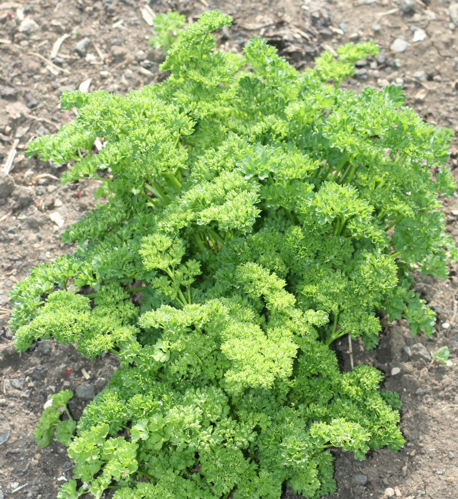 Allotment From Plan to Plot to Platter Biennial herbs