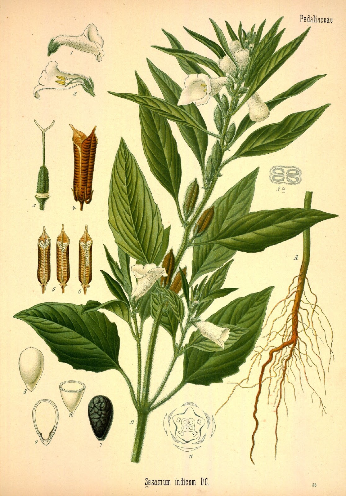 Biodiversity Heritage Library for Europe Spice of the Week Sesame