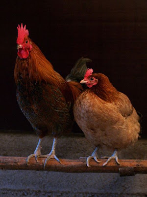 A cock and a hen roosting together, by Andrei Niemimäki via Wikimedia Commons - released under Creative Commons Attribution-Share Alike 2.0 Generic License A cock and a hen roosting together, by Andrei Niemimäki via Wikimedia Commons - released under Creative Commons Attribution-Share Alike 2.0 Generic License