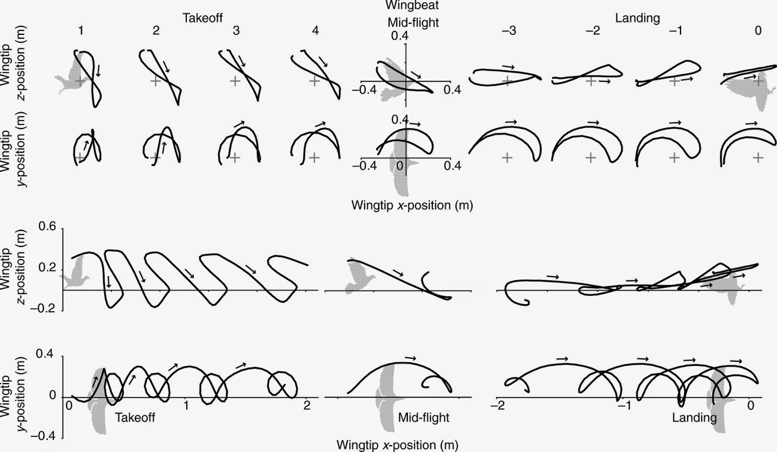 WingWaves Wing and body kinematics of takeoff and landing flight