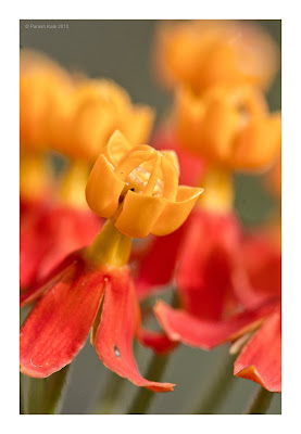 Scarlet Milkweed - पिवला चित्रक Scarlet Milkweed - पिवला चित्रक