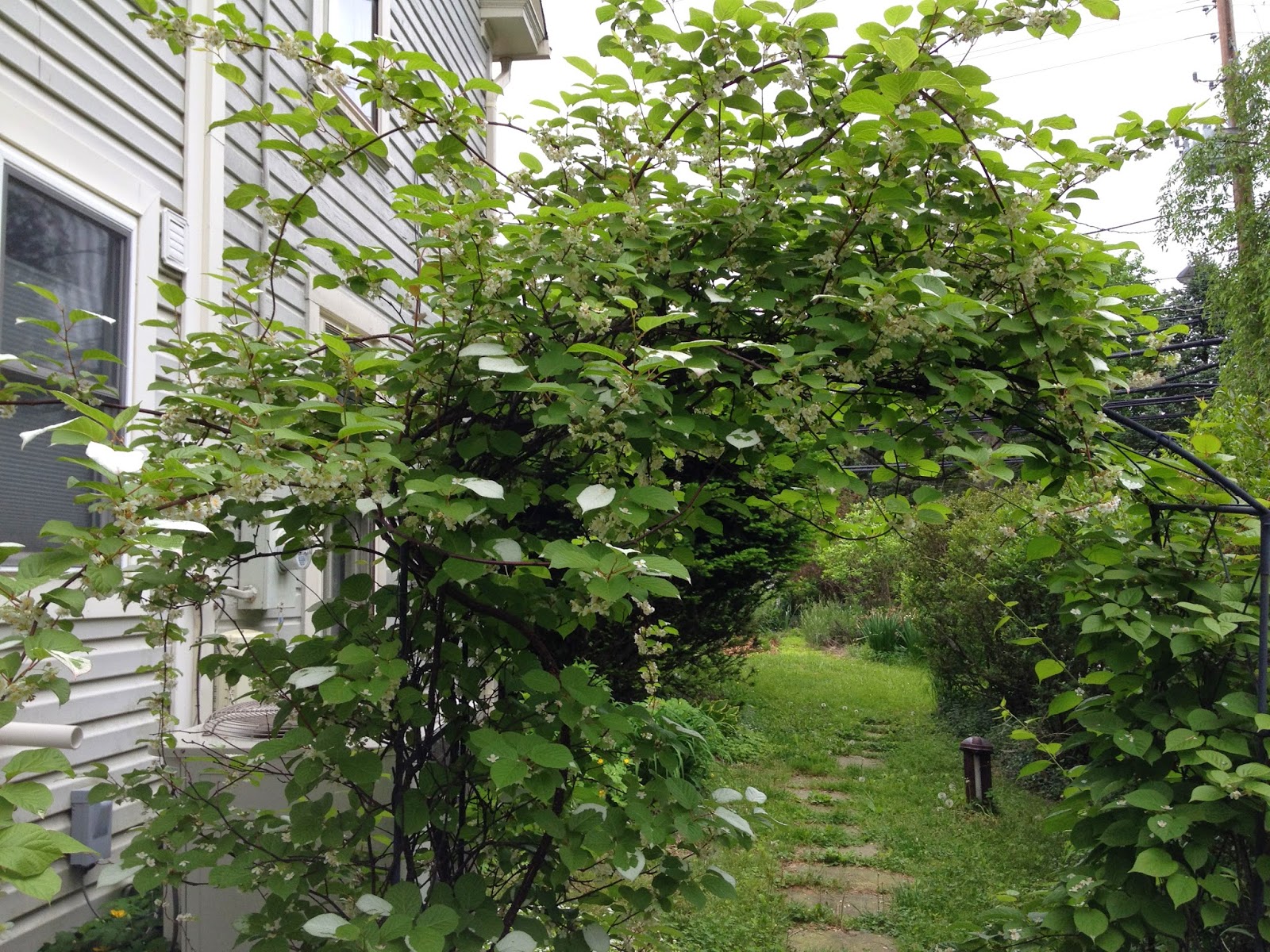 Grow It Eat It &quot;Kolomikta!&quot;