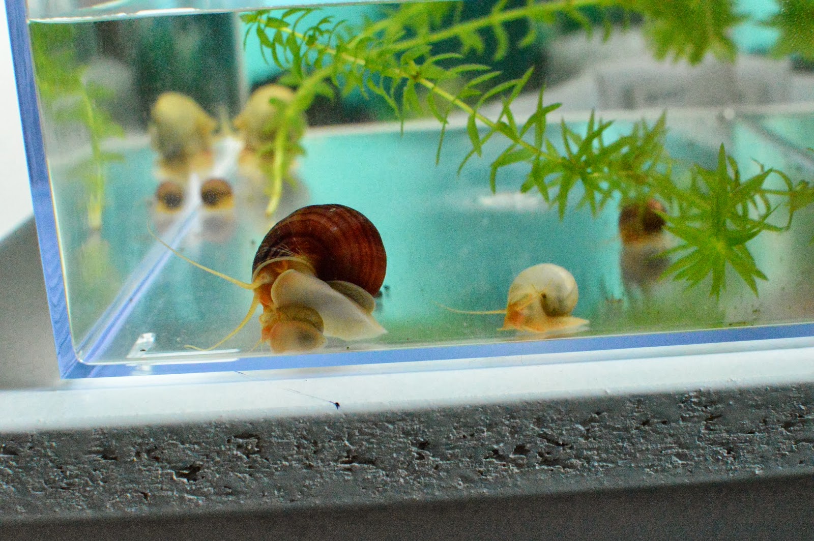 Misuzu's Fancy Goldfish Got my Apple snails!