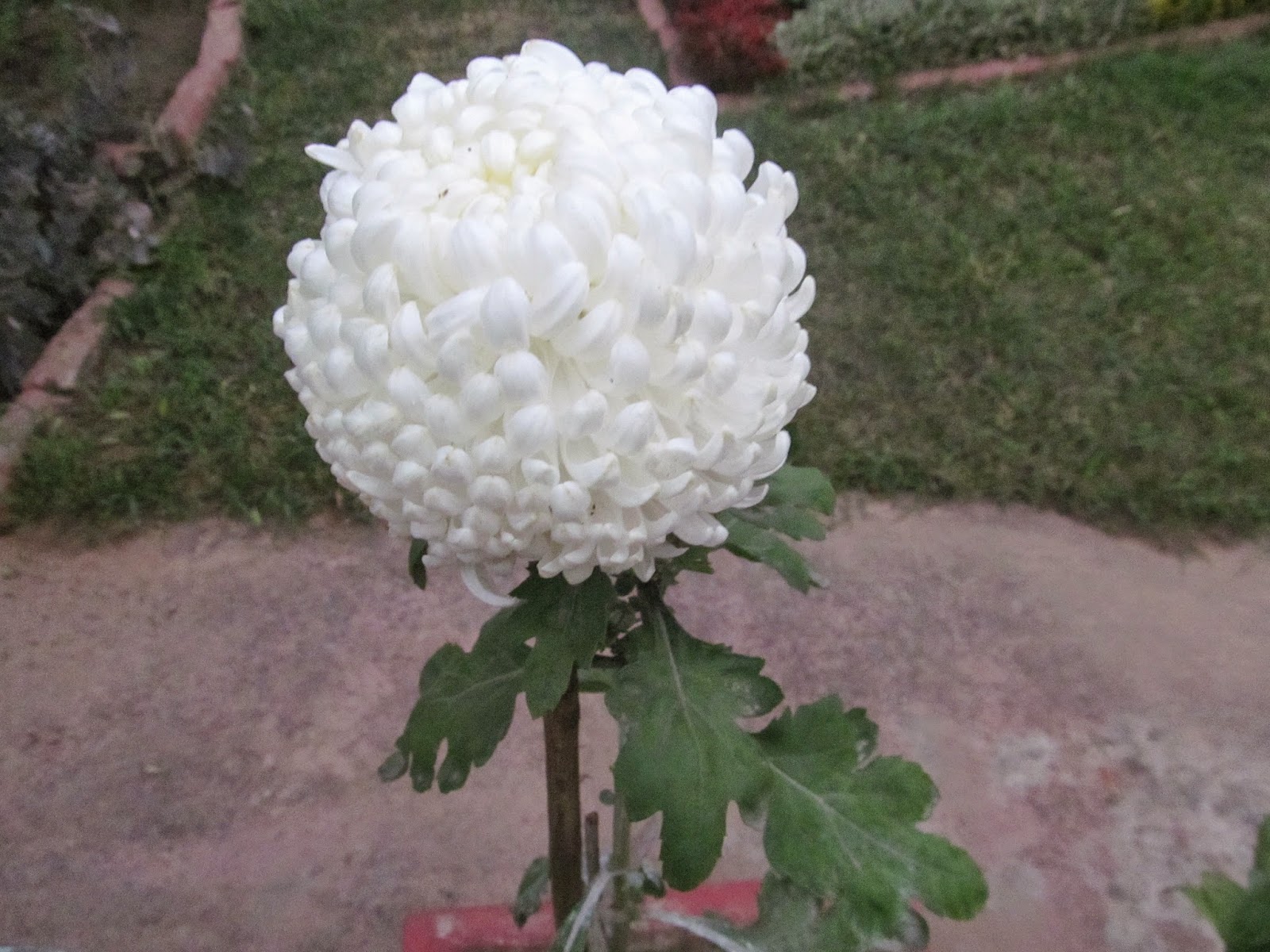 NATURAL & UNIQUE PHOTOGRAPHY BALL SHAPED CHRYSANTHEMUM
