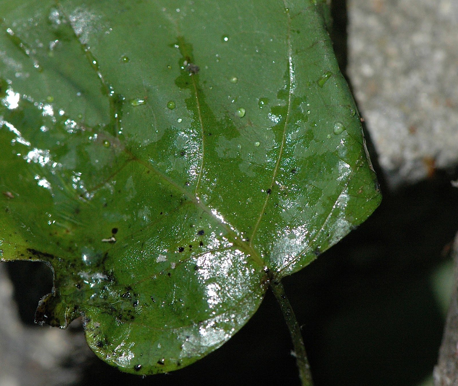 Field Biology in Southeastern Ohio Tuliptree Scale