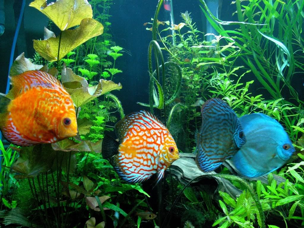 Discus | The Life of Animals