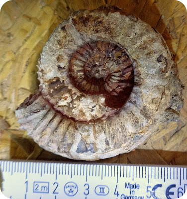 ammonite%2Btoarcien.jpg