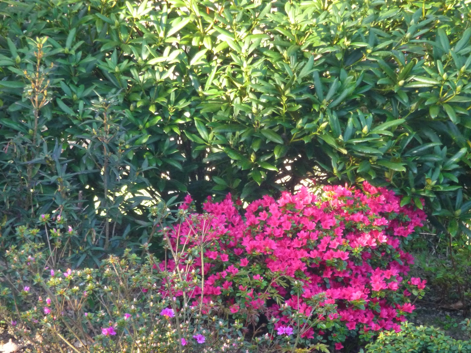 Fleurs Et Couleurs Pour Les Andromedes Paris Cote Jardin