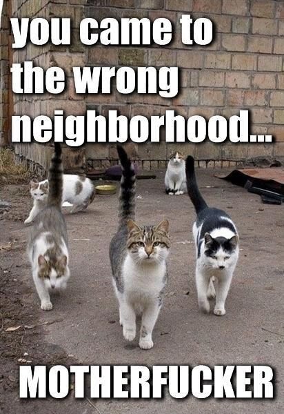 You%2BCame%2BTo%2BThe%2BWrong%2BNeighborhood%2B-%2BGangsta%2BCat.jpg
