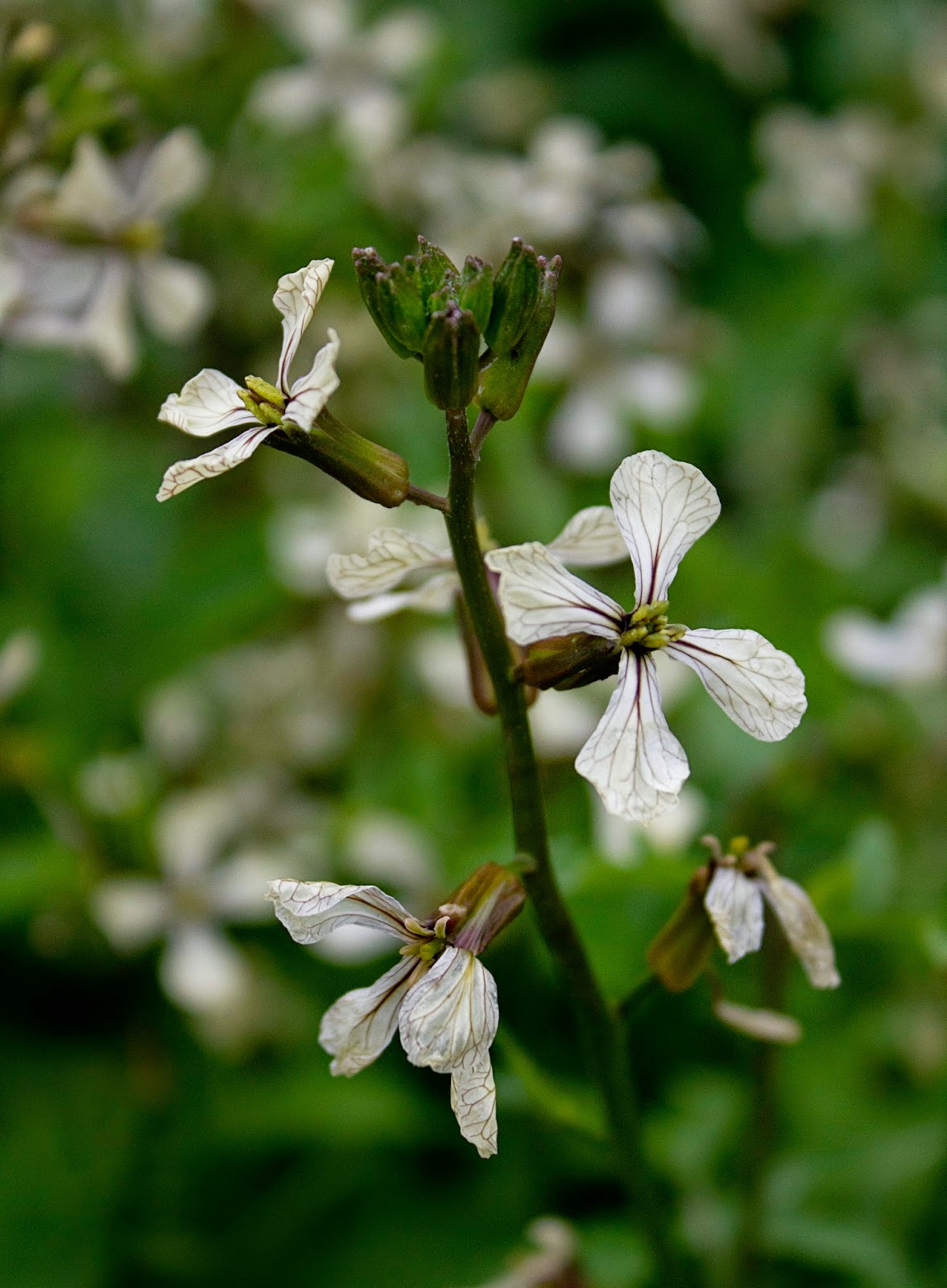 Rurification Arugula Flowers