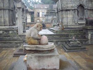 Bizarre  candid posture of a monkey with its baby  at Pashupatinath temple coomplex.(Sunday 13-11-2