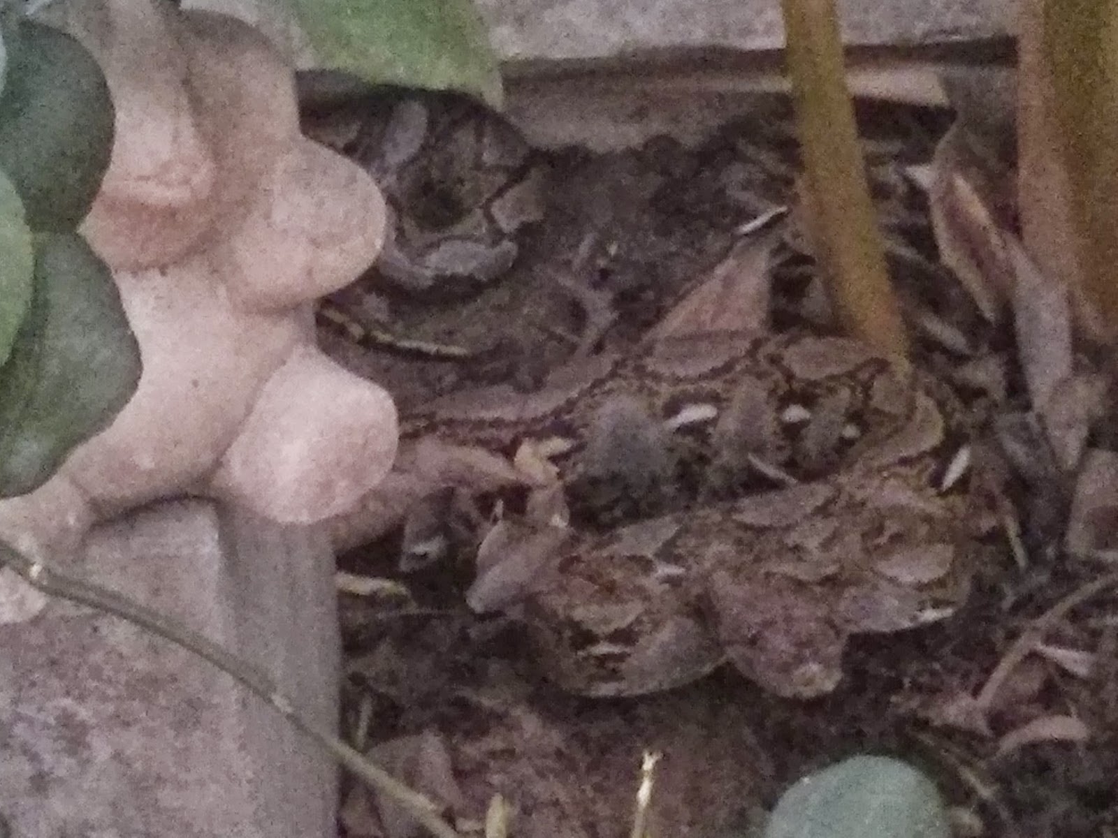 Thomas Wanhoff in Thailand How to make a DIY snake catching stick