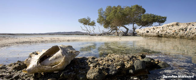 محمية وادي الجمال الساحرة في مصر ,موقعها ,خواصها Marsa-alam-mangroves+final