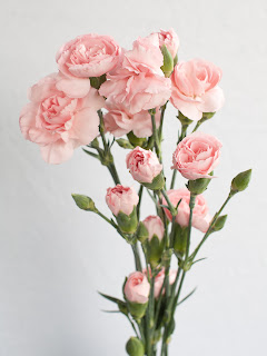 pink beautiful rose backgrounds for desktop image wallpaper