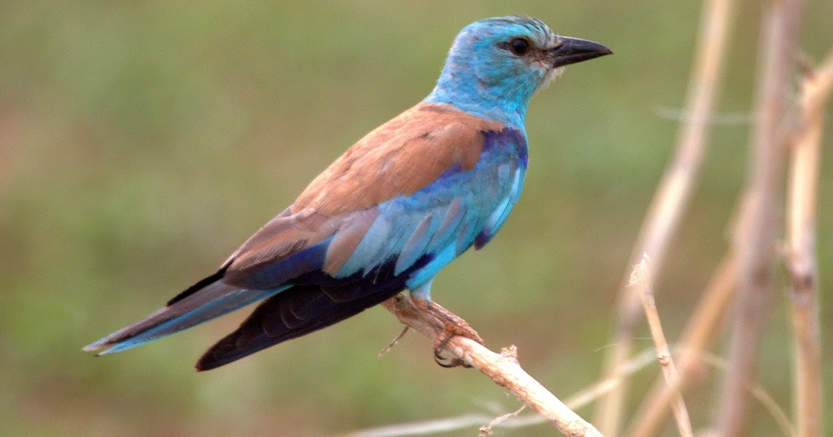 Birds in My Life! European Roller