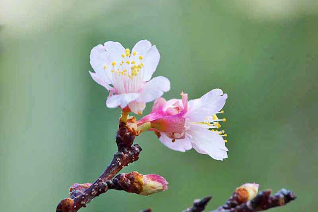 sakura, blossoms, buds, flowers