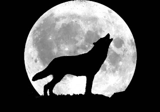 howl wolf wolve loup lup lobo varg byk vlk mbwa mwitu kurt hunt ulv vuk ujk wild huisdieren Haustiere husdjur animales domesticos wallpaper dog breeds wolfdog pets howl wolf wolve loup lup lobo varg byk vlk mbwa mwitu kurt hunt ulv vuk ujk wild huisdieren Haustiere husdjur animales domesticos wallpaper dog breeds wolfdog pets