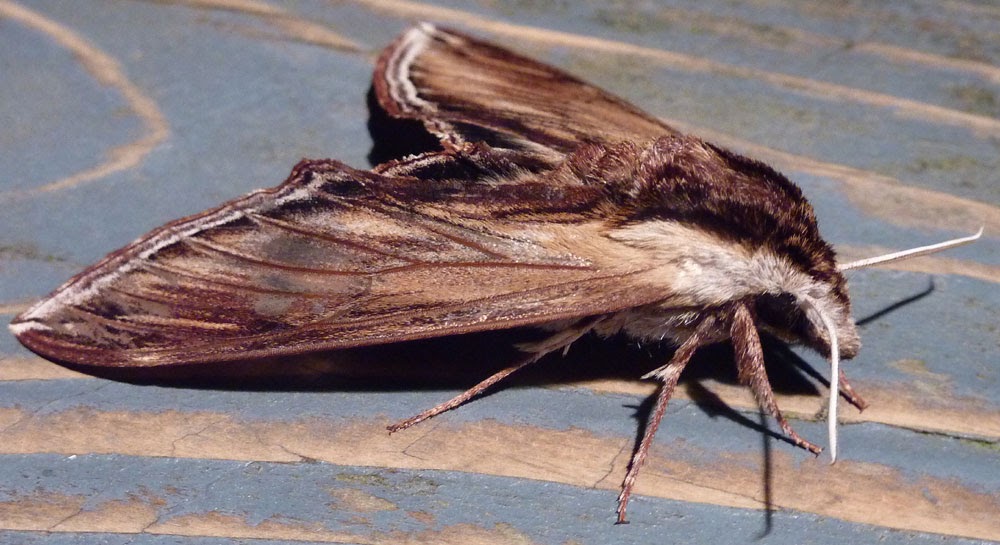 Nova Scotia Butterfly, Moth and Caterpillar Laurel Sphinx Moth