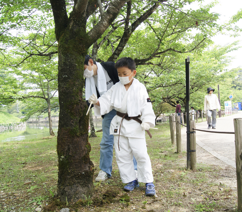 滋賀彦根新聞 彦根城の桜に肥料与える コケ取りも