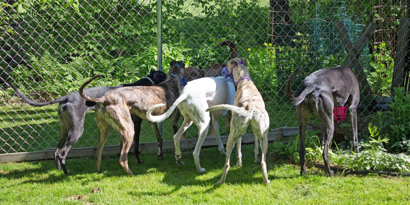 the greyhound gang