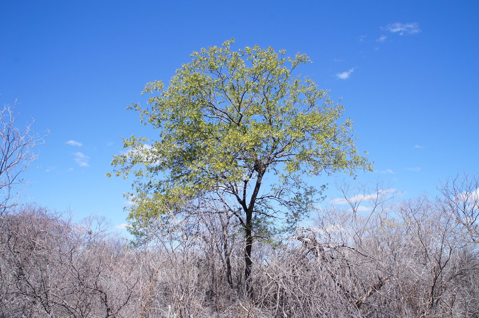 Uma baraúna na caatinga seca