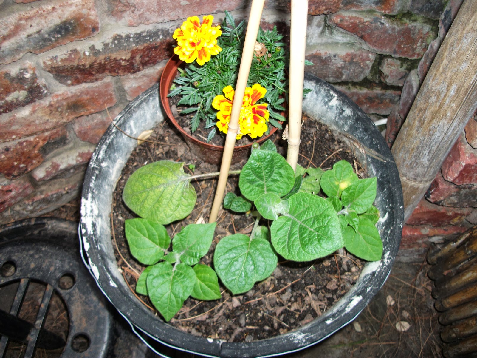 Urban Garden and Backyard Farming South Africa South African Cape Gooseberries in plastic container Appelliefies in plastiese houer
