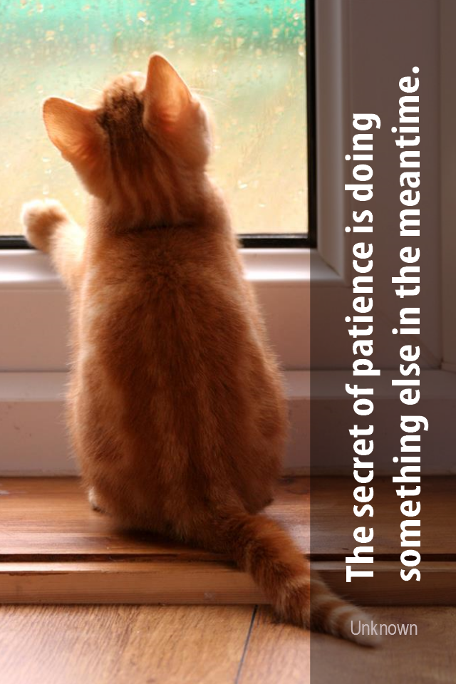 visual quote - image quotation for PATIENCE - The secret of patience is doing something else in the meanwhile. - Unknown