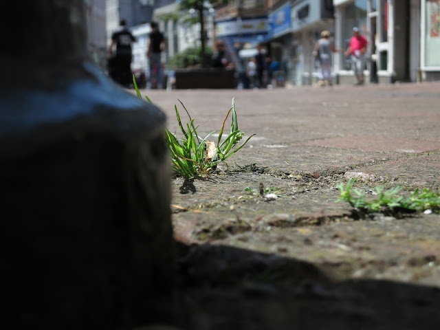 Little tuft of grass growing through brick pavement in busy street.