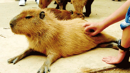 002-funny-animal-gifs-capibara.gif