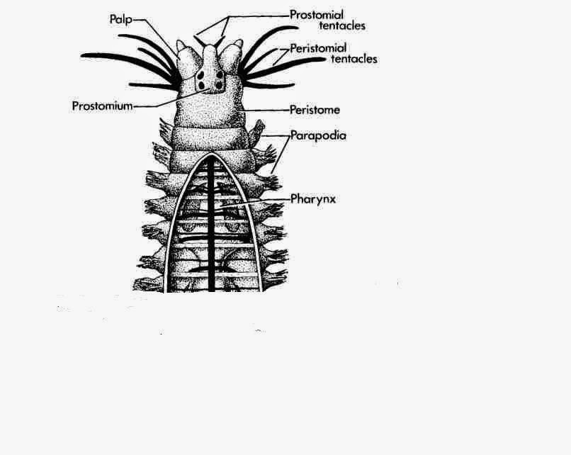 Evolution Insights EVOLUTION THE BODY CAVITY