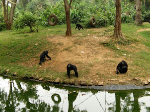 Chimpanzee island in  " U. W. E. C "