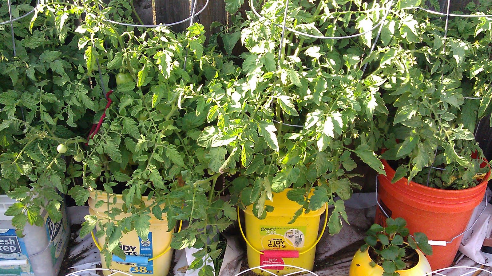 My Bucket Garden