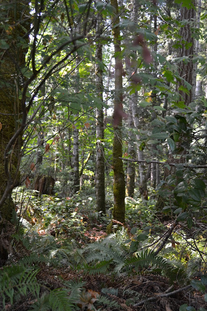 Hornby Island